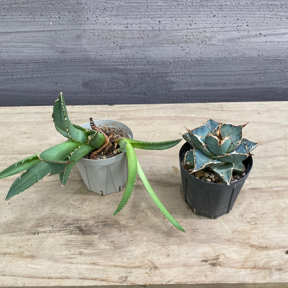エバーサン365 24W – 植物家族