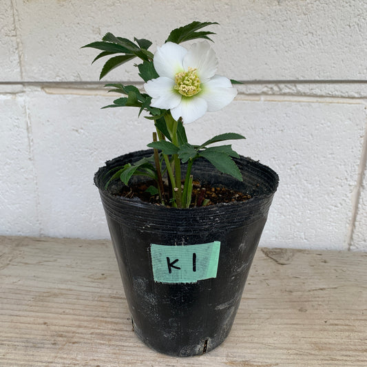 K01　花郷園★クリスマスローズ　シングル咲き　5号苗ポット
