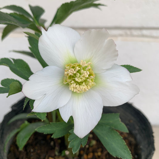 K01　花郷園★クリスマスローズ　シングル咲き　5号苗ポット