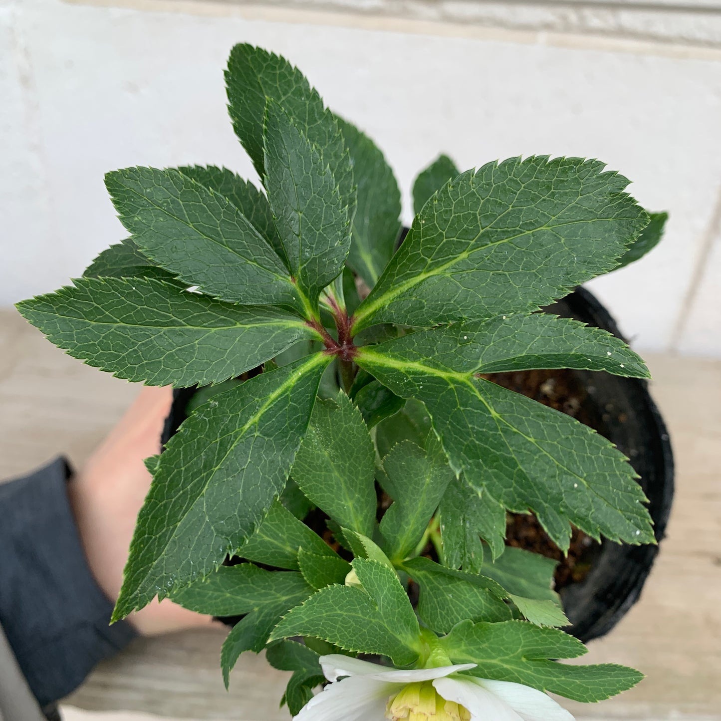 K01　花郷園★クリスマスローズ　シングル咲き　5号苗ポット