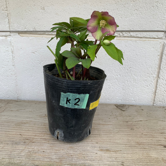 K02　花郷園★クリスマスローズ　シングル咲き　5号苗ポット