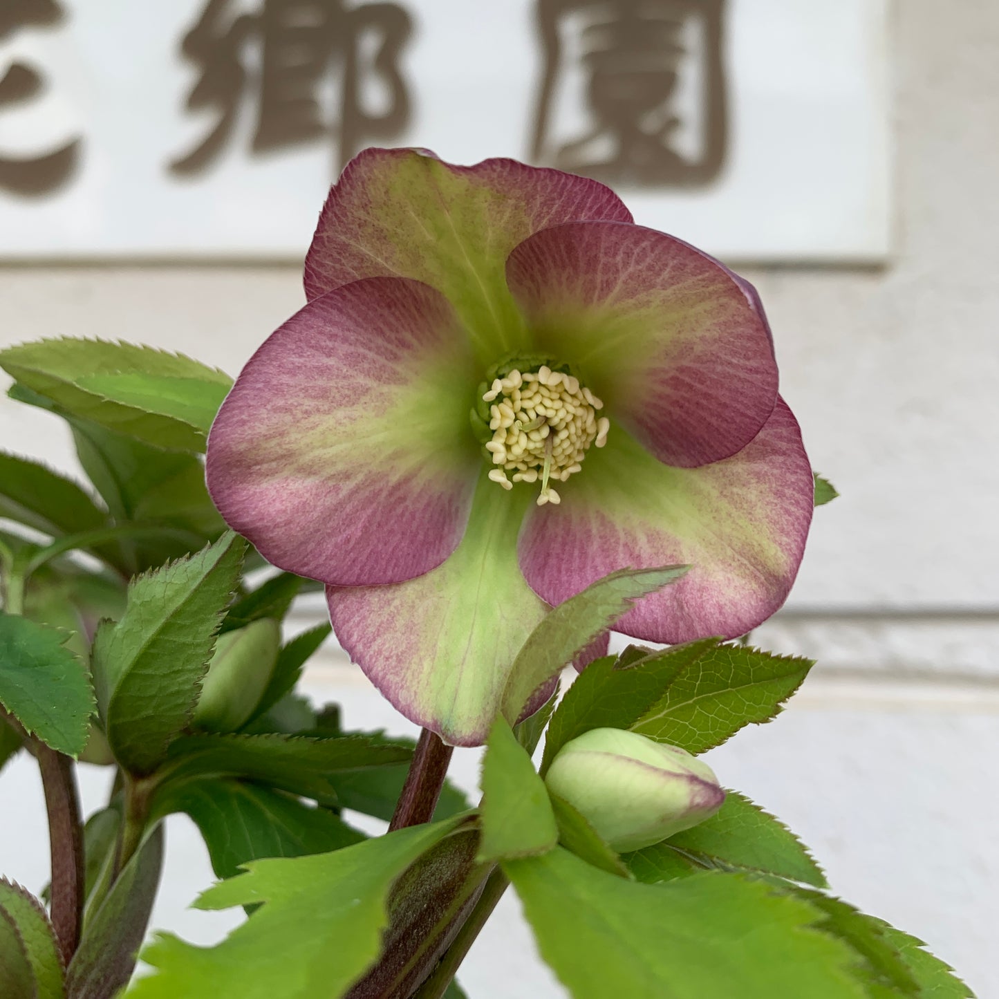 K02　花郷園★クリスマスローズ　シングル咲き　5号苗ポット