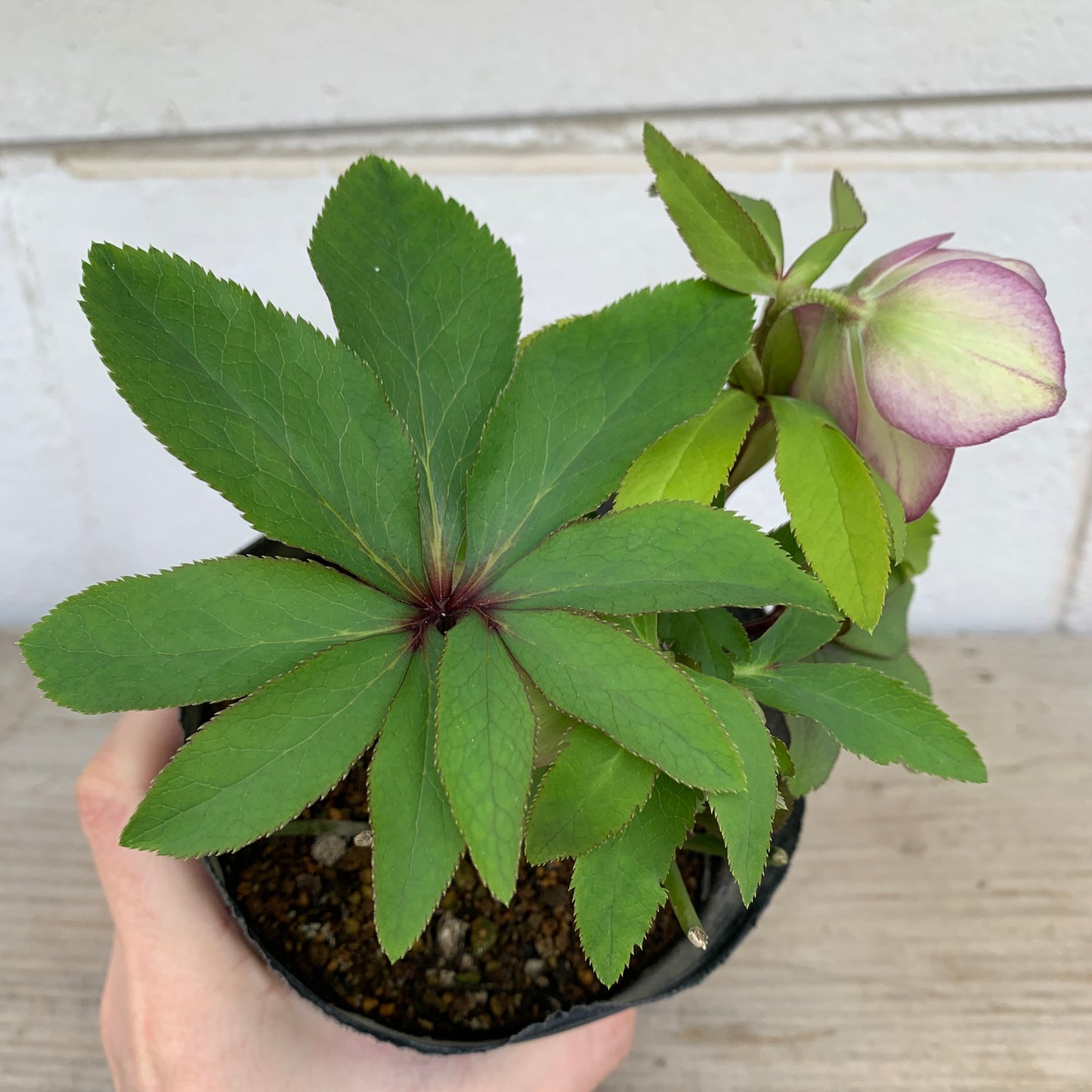 K02　花郷園★クリスマスローズ　シングル咲き　5号苗ポット