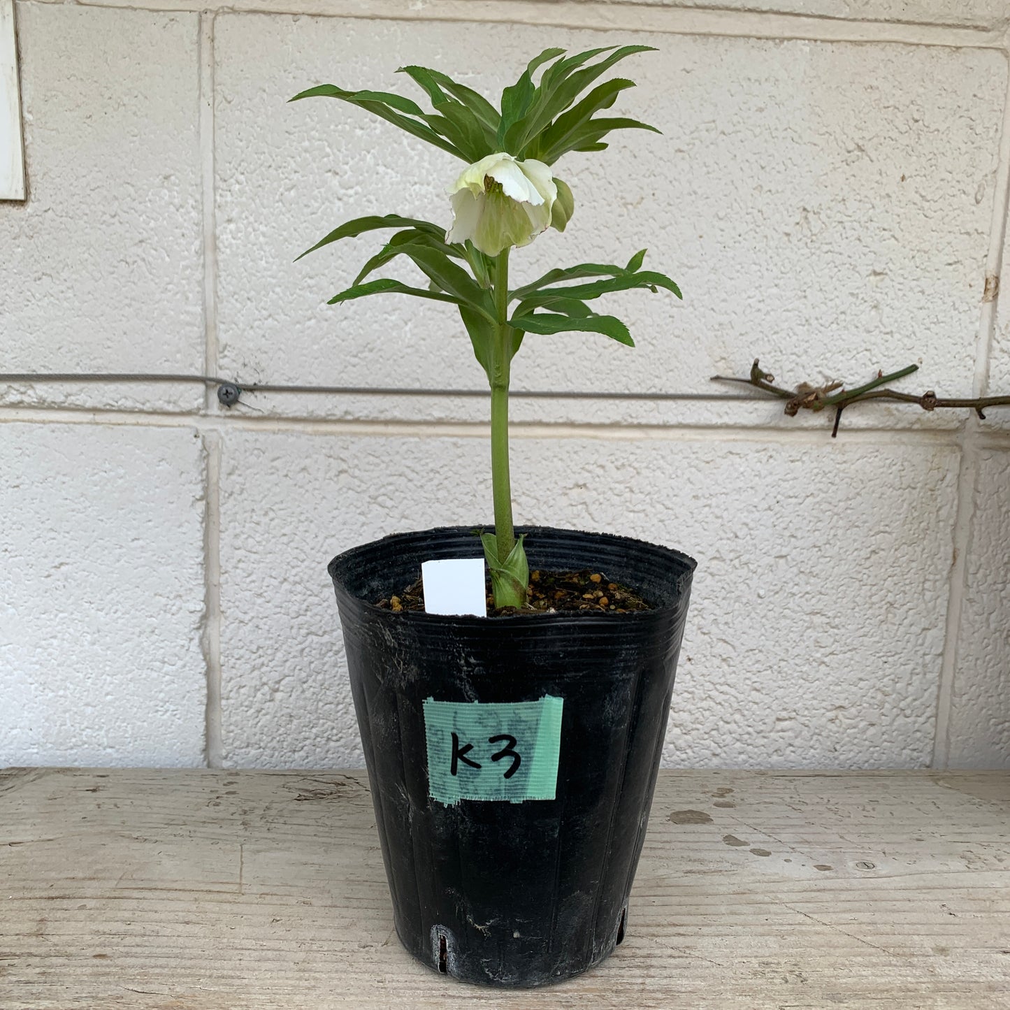 K02　花郷園★クリスマスローズ　シングル咲き　5号苗ポット