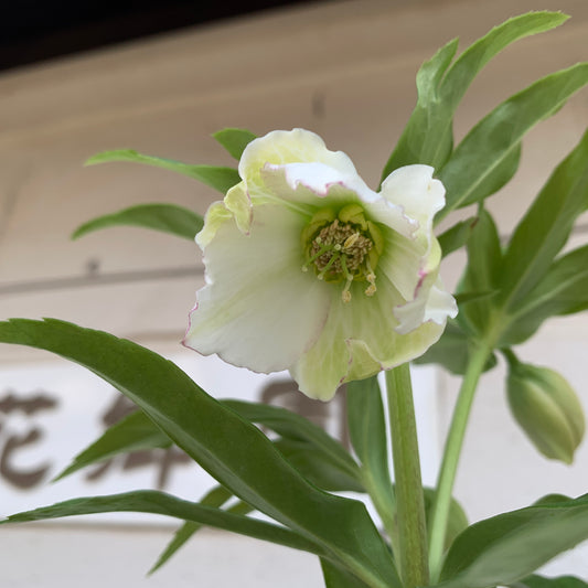 K02　花郷園★クリスマスローズ　シングル咲き　5号苗ポット