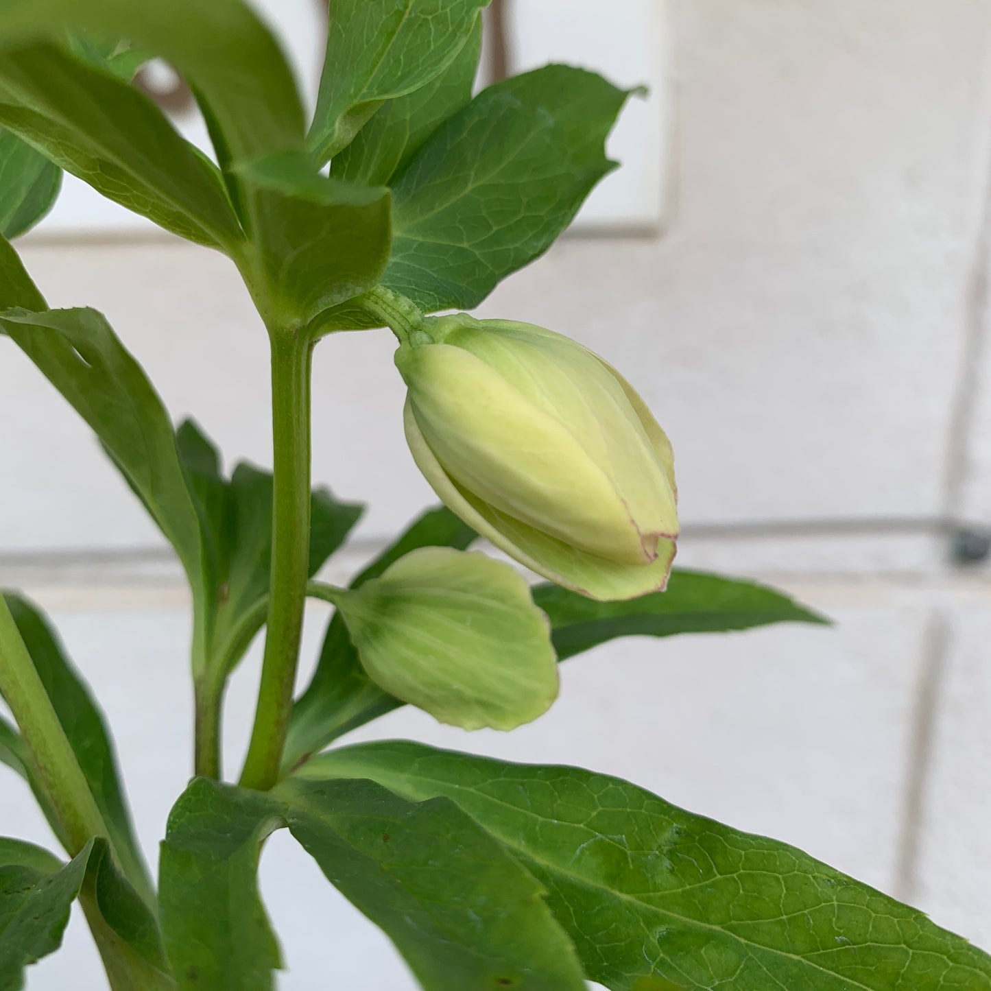 K02　花郷園★クリスマスローズ　シングル咲き　5号苗ポット