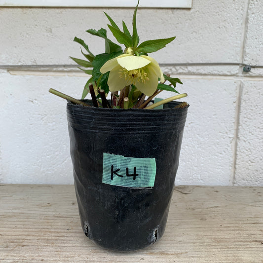 K04　花郷園★クリスマスローズ　シングル咲き　5号苗ポット