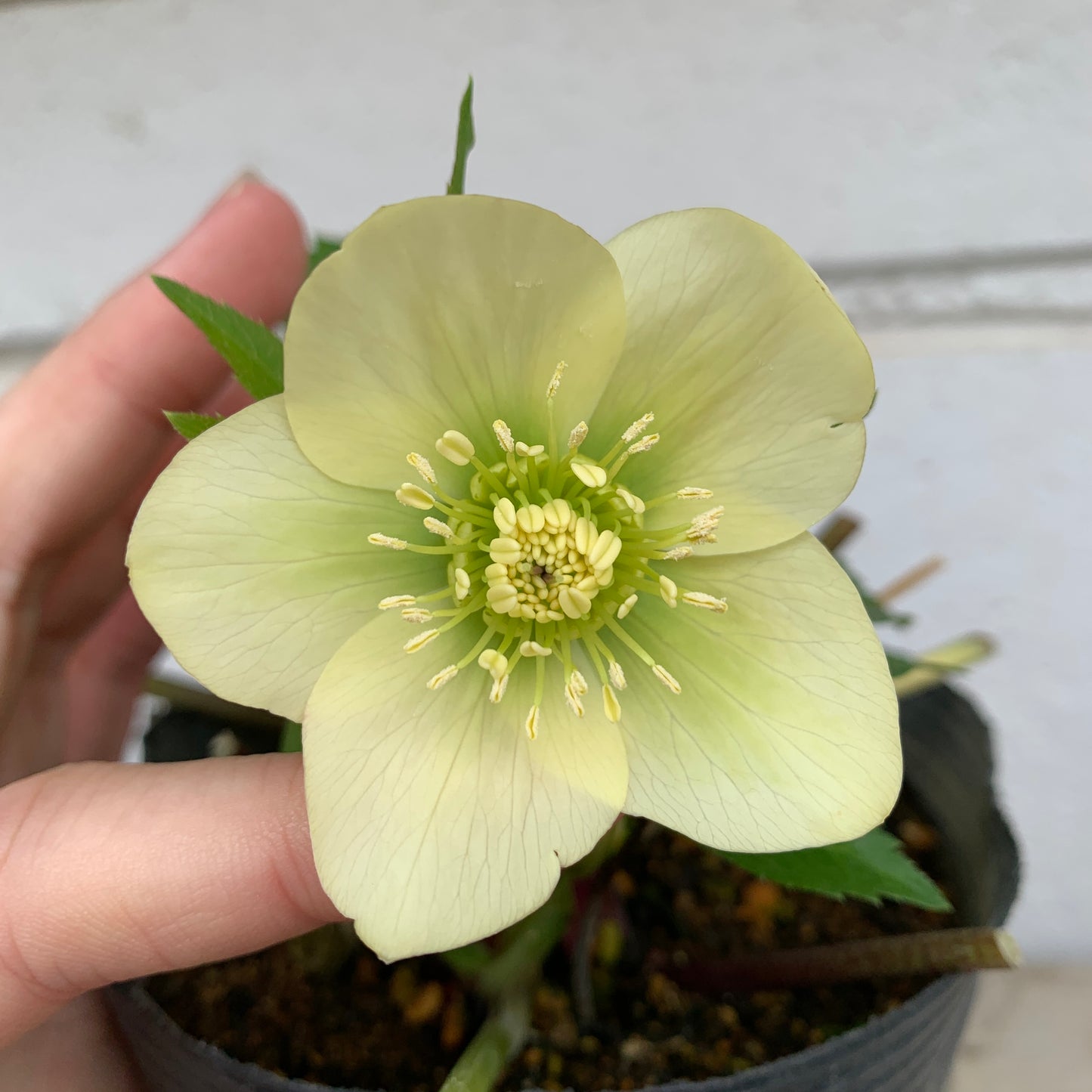 K04　花郷園★クリスマスローズ　シングル咲き　5号苗ポット