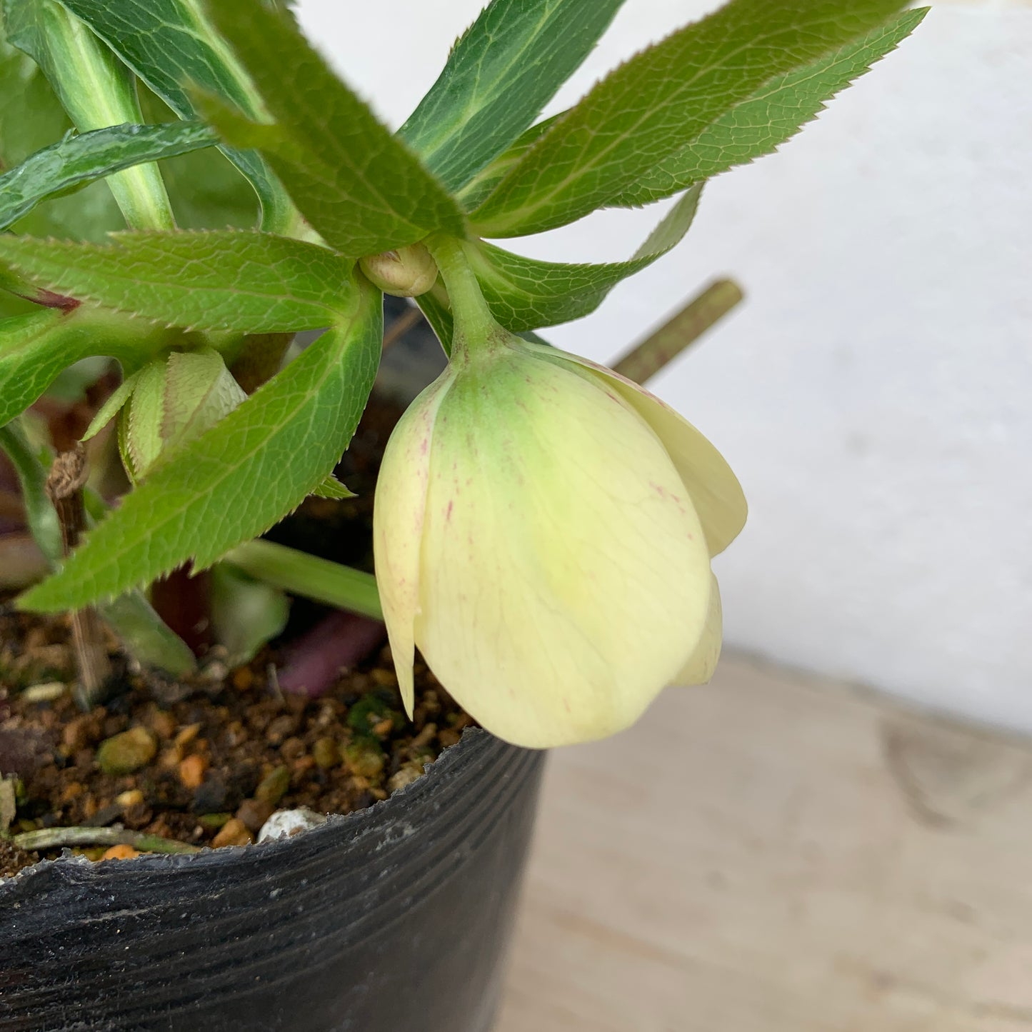 K04　花郷園★クリスマスローズ　シングル咲き　5号苗ポット