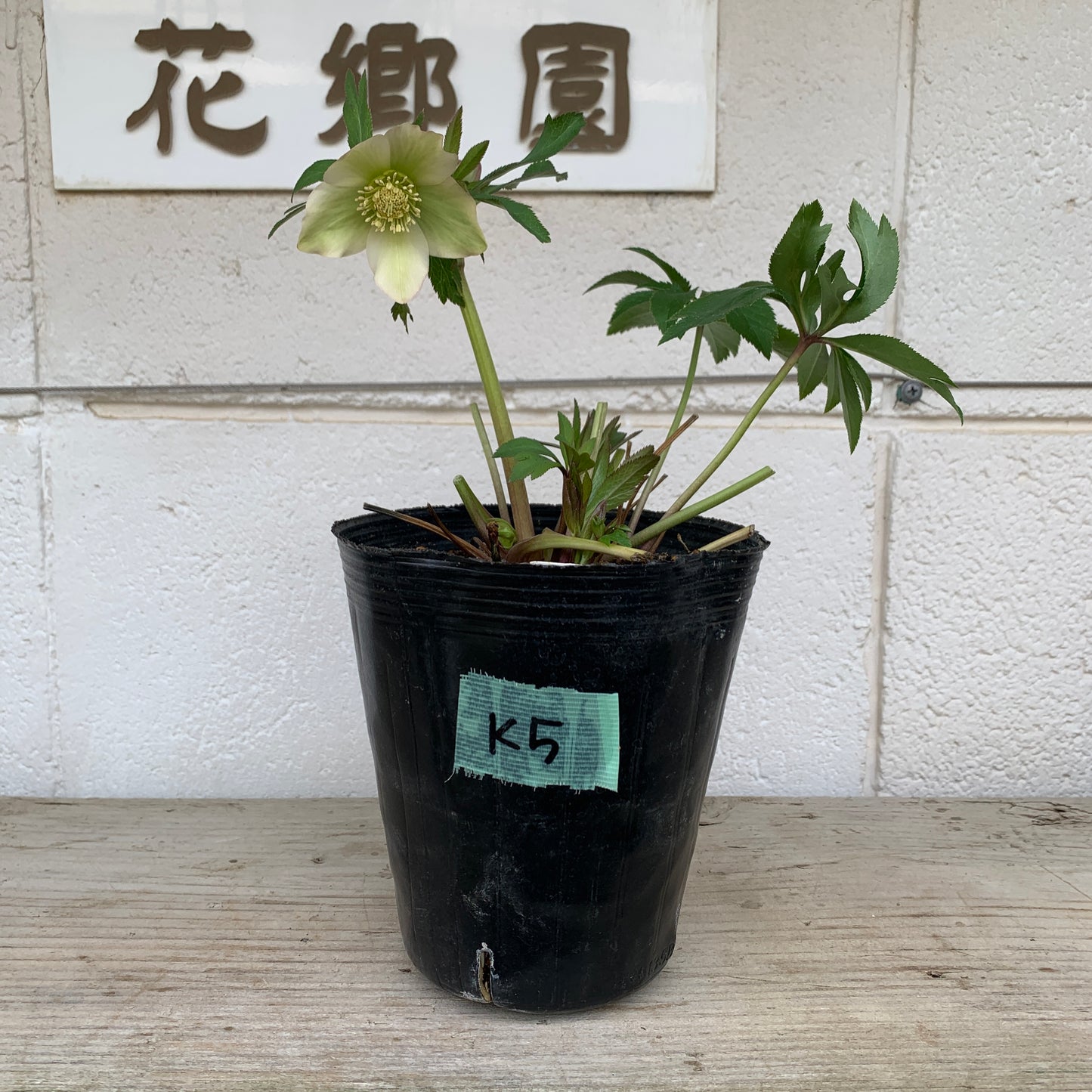 K05　花郷園★クリスマスローズ　シングル咲き　5号苗ポット