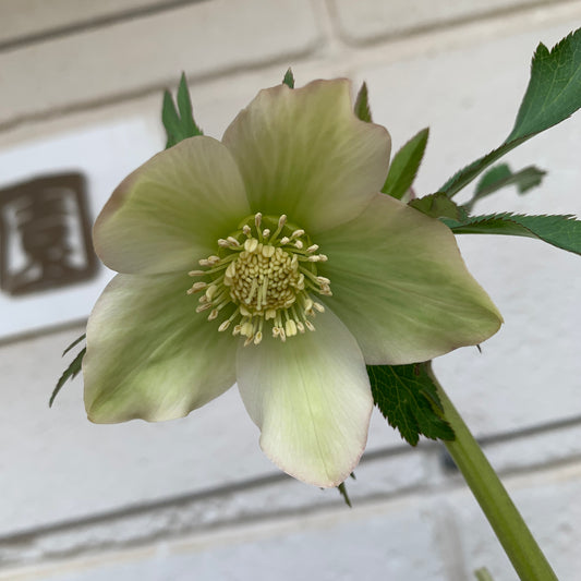 K05　花郷園★クリスマスローズ　シングル咲き　5号苗ポット