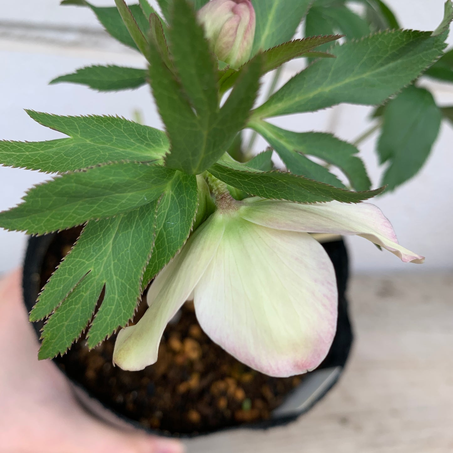 K05　花郷園★クリスマスローズ　シングル咲き　5号苗ポット