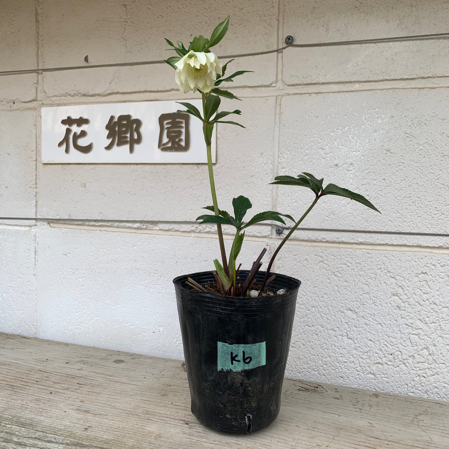 K06　花郷園★クリスマスローズ　ダブル咲き　5号苗ポット