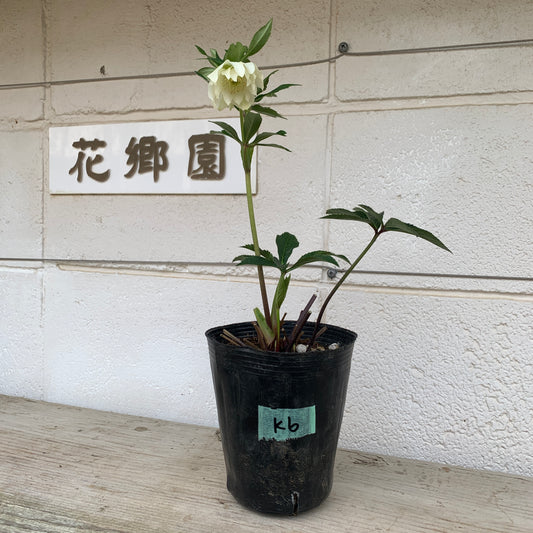 K06　花郷園★クリスマスローズ　ダブル咲き　5号苗ポット