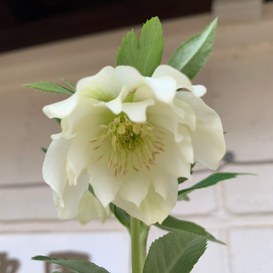 K06　花郷園★クリスマスローズ　ダブル咲き　5号苗ポット