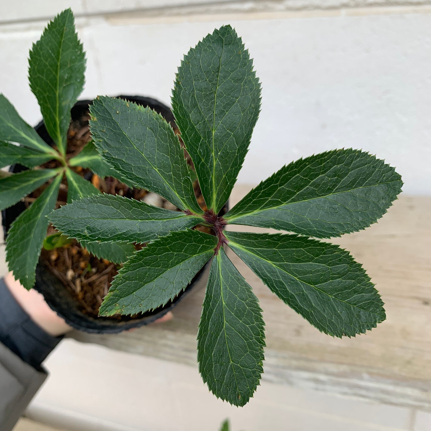 K06　花郷園★クリスマスローズ　ダブル咲き　5号苗ポット