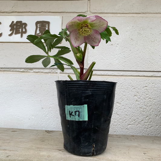 K07　花郷園★クリスマスローズ　セミダブル咲き　5号苗ポット