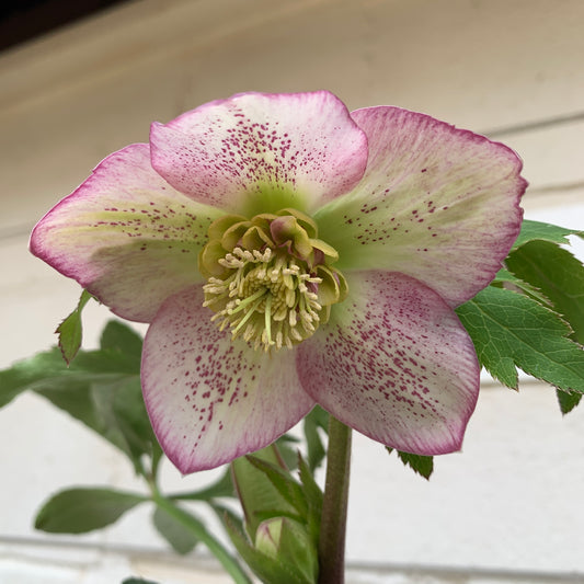 K07　花郷園★クリスマスローズ　セミダブル咲き　5号苗ポット