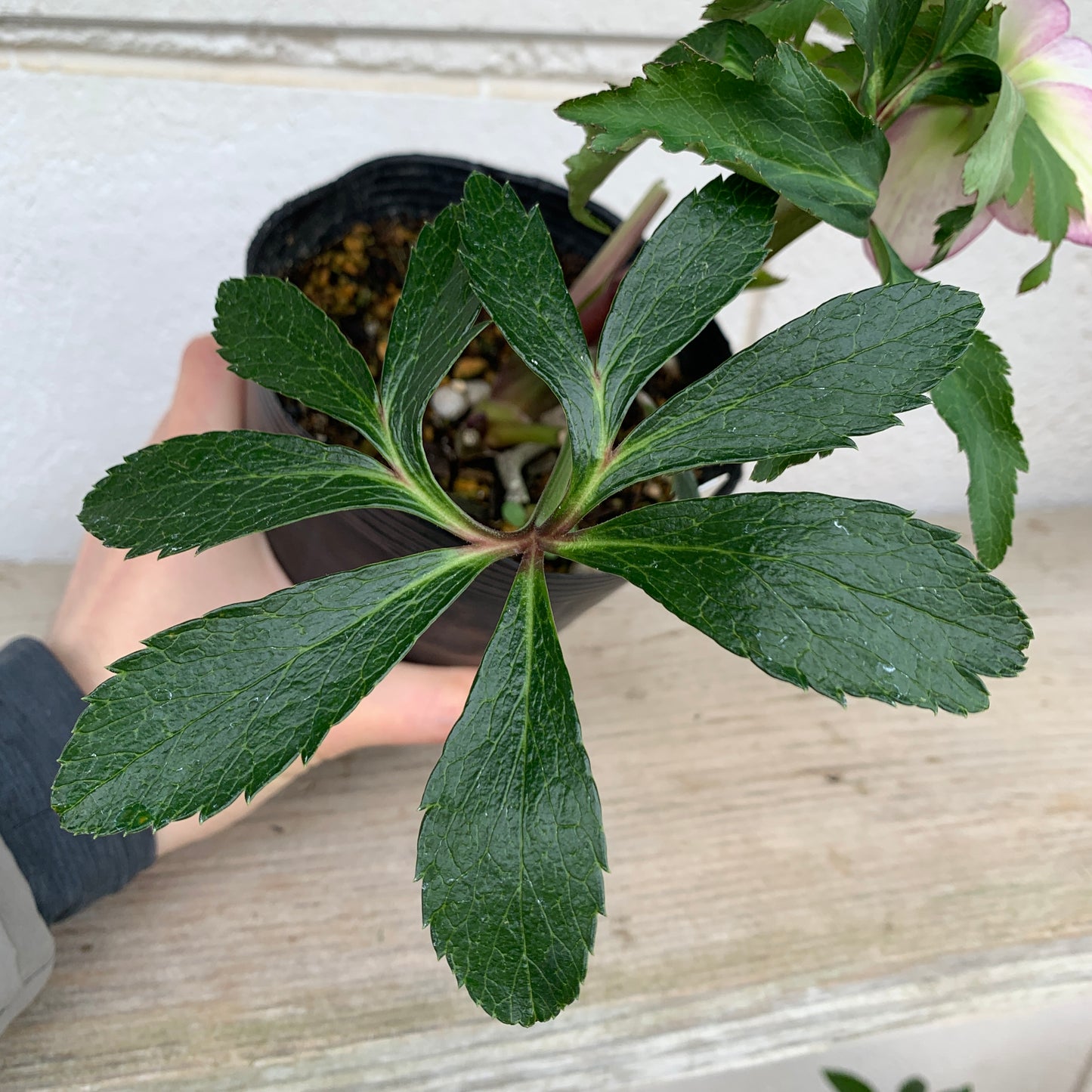 K07　花郷園★クリスマスローズ　セミダブル咲き　5号苗ポット