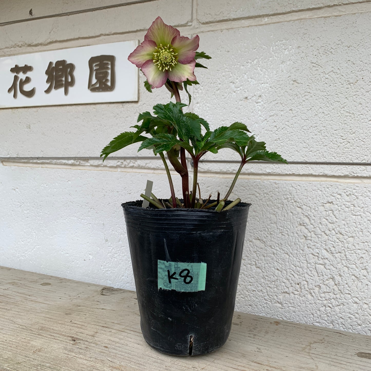 K08　花郷園★クリスマスローズ　シングル咲き　5号苗ポット