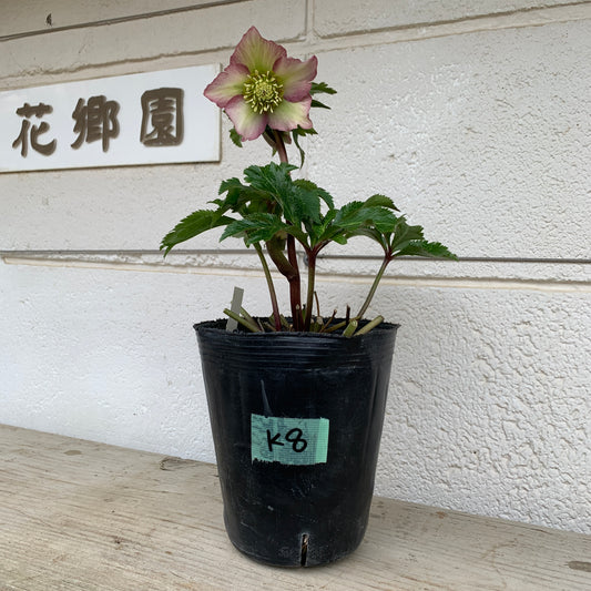 K08　花郷園★クリスマスローズ　シングル咲き　5号苗ポット