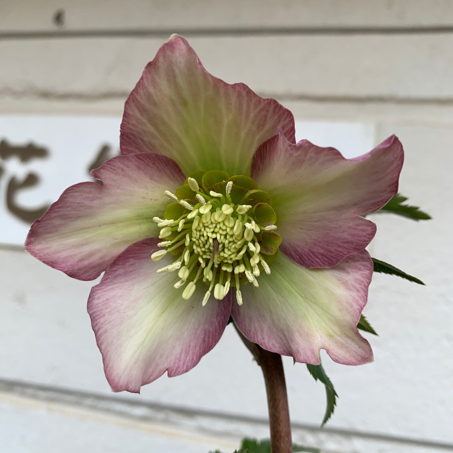 K08　花郷園★クリスマスローズ　シングル咲き　5号苗ポット