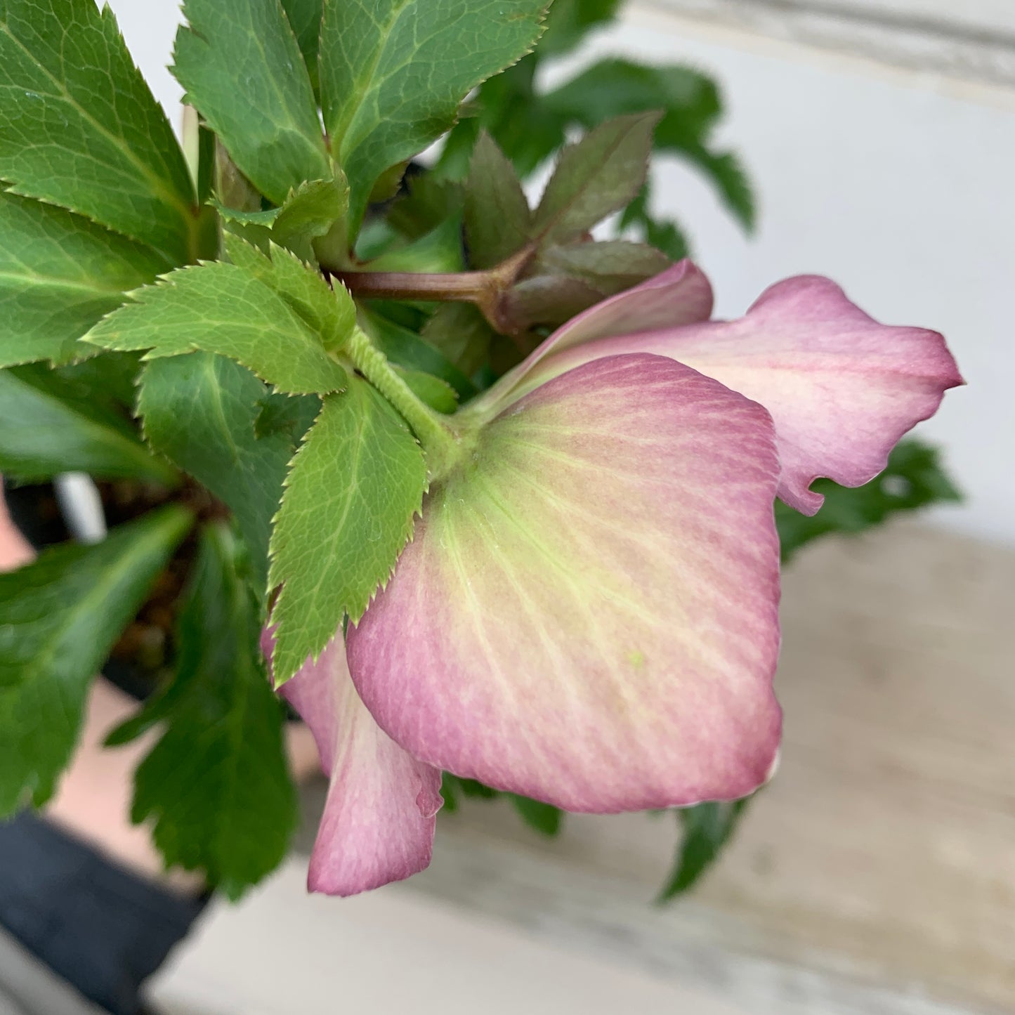 K08　花郷園★クリスマスローズ　シングル咲き　5号苗ポット