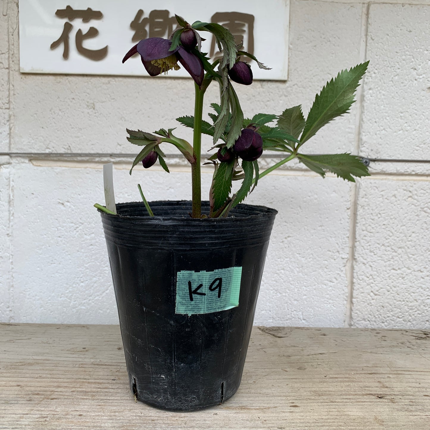 K09　花郷園★クリスマスローズ　セミダブル咲き　5号苗ポット