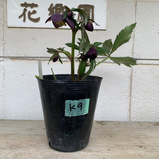 K09　花郷園★クリスマスローズ　セミダブル咲き　5号苗ポット