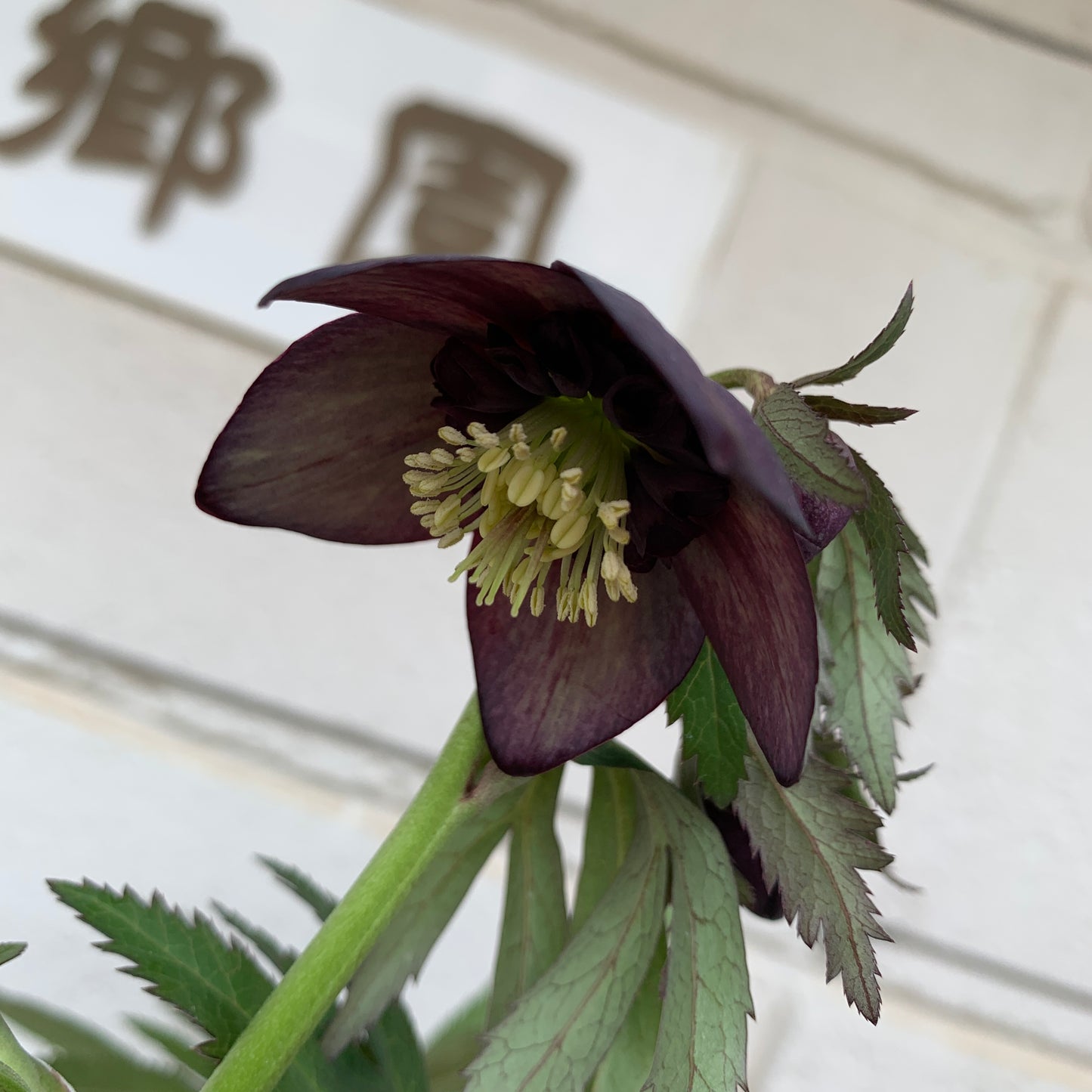 K09　花郷園★クリスマスローズ　セミダブル咲き　5号苗ポット