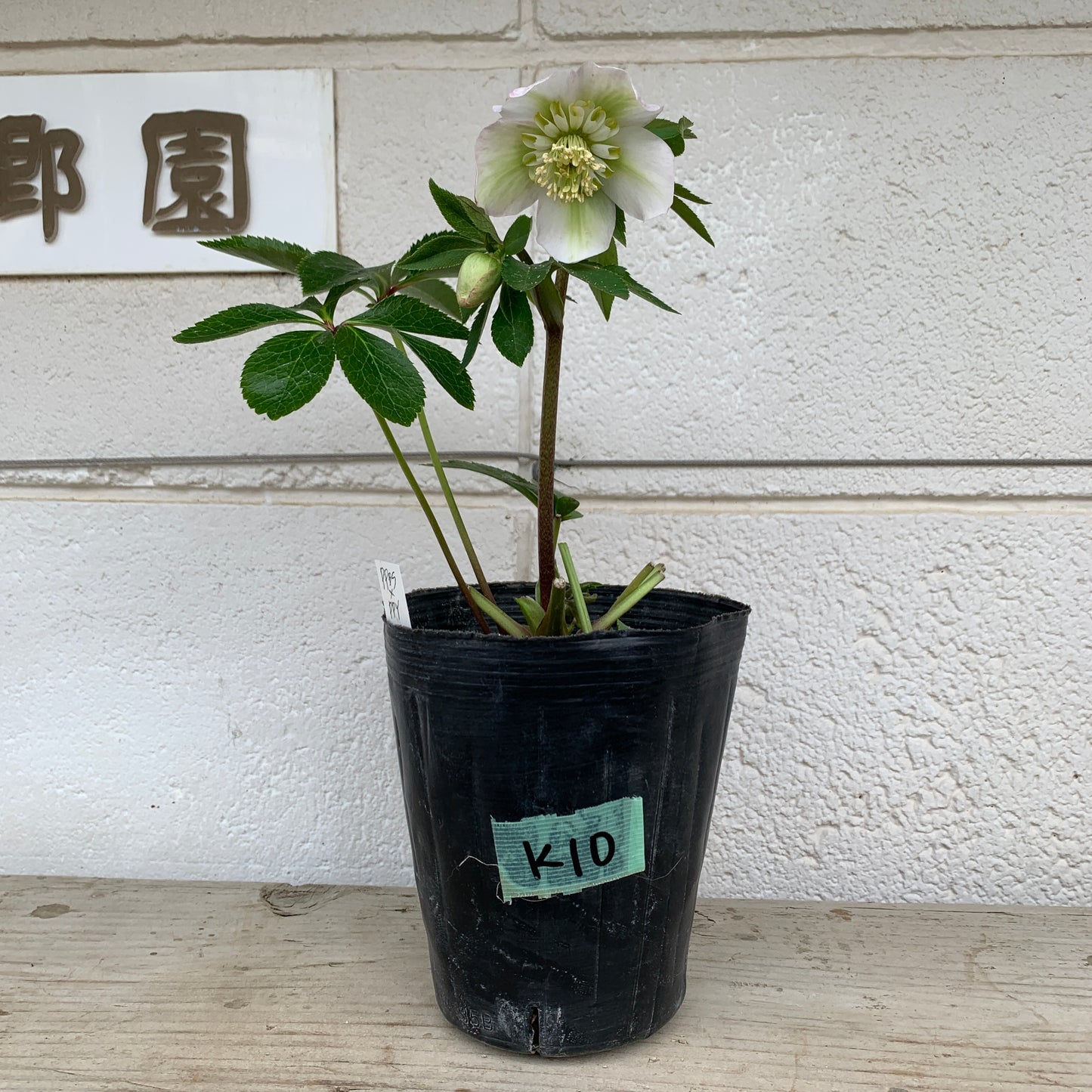 K10　花郷園★クリスマスローズ　セミダブル咲き　5号苗ポット