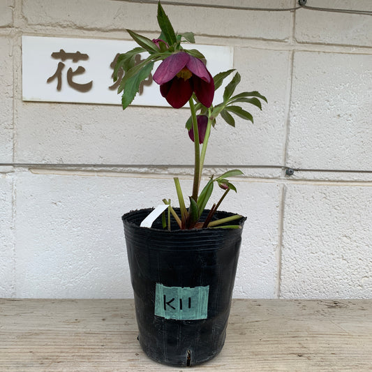 K11　花郷園★クリスマスローズ　セミダブル咲き　5号苗ポット