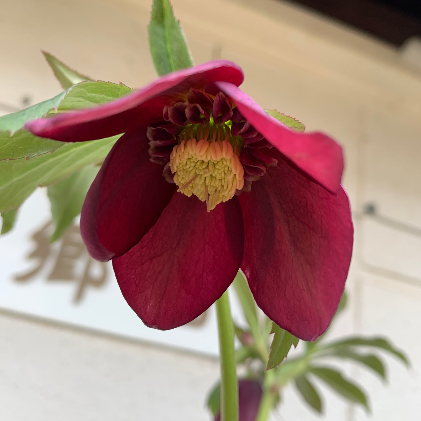 K11　花郷園★クリスマスローズ　セミダブル咲き　5号苗ポット