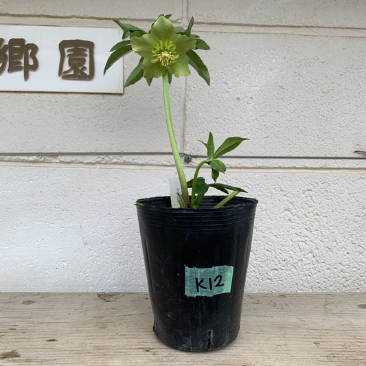 K12　花郷園★クリスマスローズ　セミダブル咲き　5号苗ポット