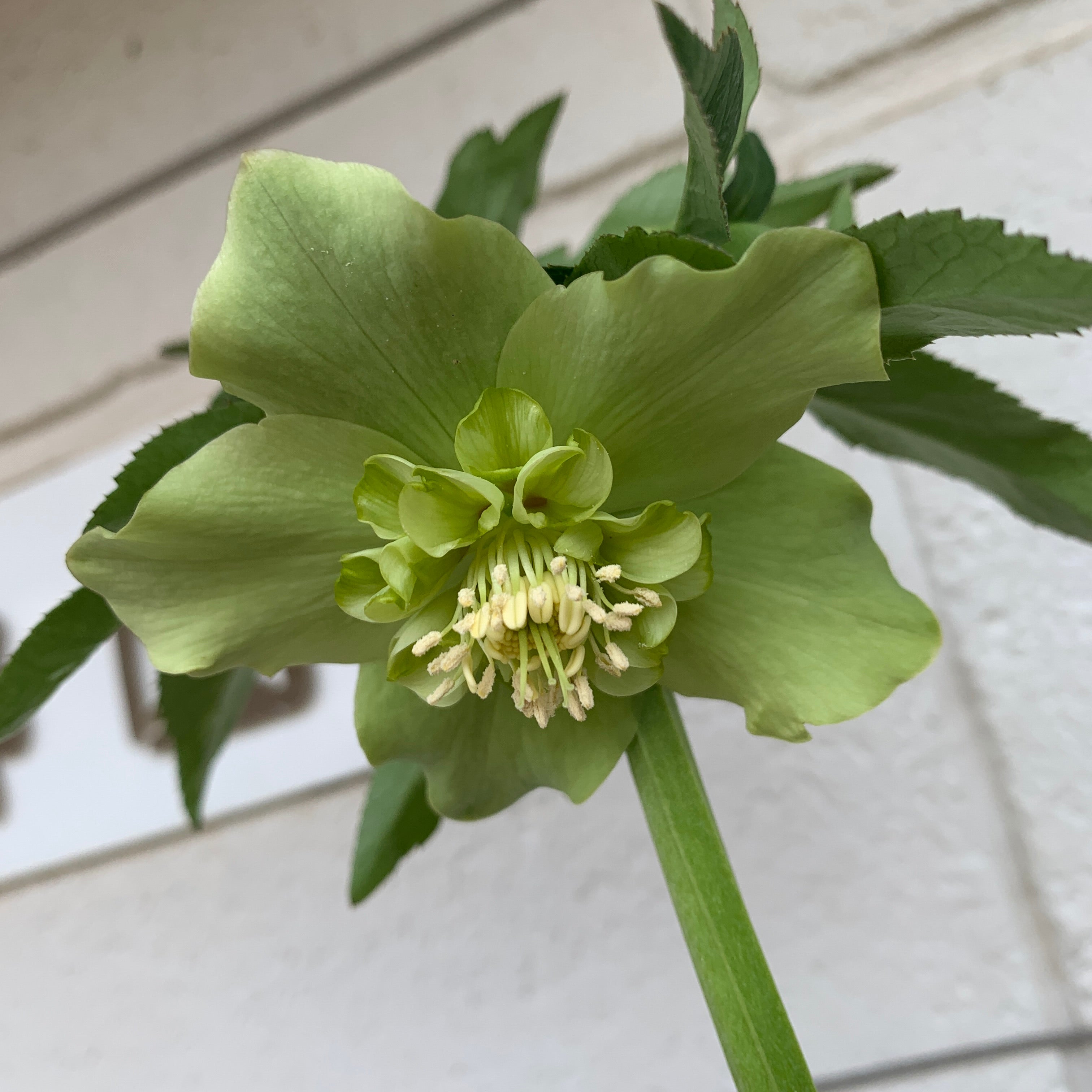 K12 花郷園☆クリスマスローズ セミダブル咲き 5号苗ポット – 植物家族