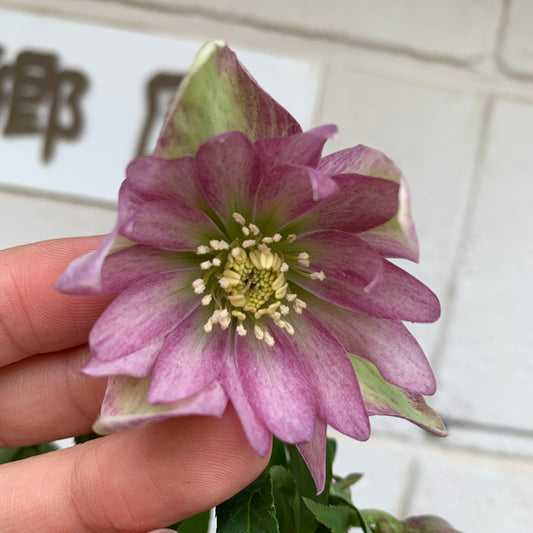 K13 花郷園★クリスマスローズ ダブル咲き 5号苗ポット