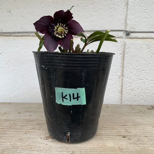 K14　花郷園★クリスマスローズ　セミダブル咲き　5号苗ポット