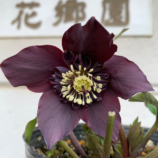 K14　花郷園★クリスマスローズ　セミダブル咲き　5号苗ポット