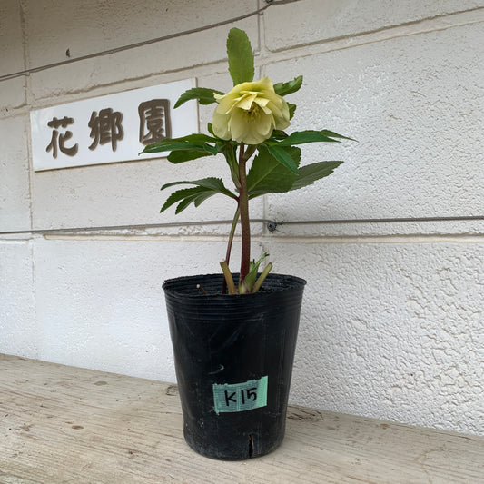 K15　花郷園★クリスマスローズ　ダブル咲き　5号苗ポット