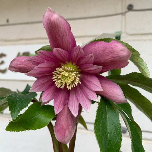 K16　花郷園★クリスマスローズ　ダブル咲き　ムーランシリーズ　5号苗ポット