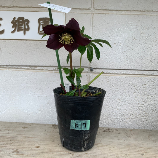 K17　花郷園★クリスマスローズ　シングル咲き　カラスアゲハ　5号苗ポット