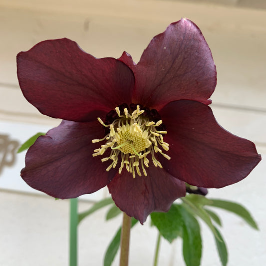 K17　花郷園★クリスマスローズ　シングル咲き　カラスアゲハ　5号苗ポット