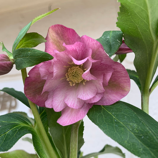 K18　花郷園★クリスマスローズ　ダブル咲き　5号苗ポット