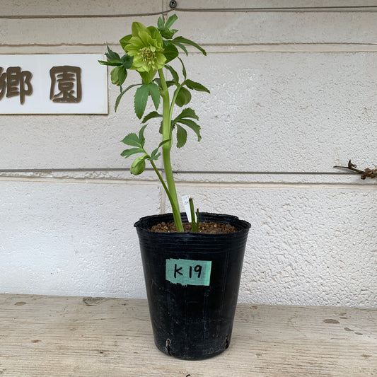 K19　花郷園★クリスマスローズ　ダブル咲き　5号苗ポット