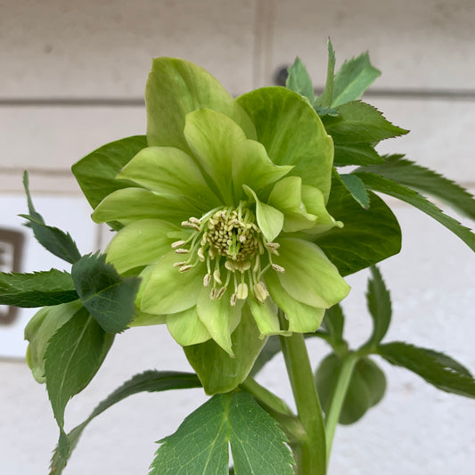 K19　花郷園★クリスマスローズ　ダブル咲き　5号苗ポット