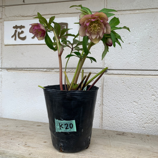 K20　花郷園★クリスマスローズ　ダブル咲き　5号苗ポット