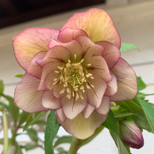 K20 花郷園★クリスマスローズ ダブル咲き 5号苗ポット