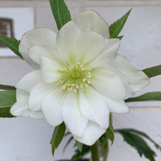 K21　花郷園★クリスマスローズ　ダブル咲き　5号苗ポット