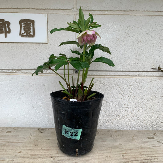 K22　花郷園★クリスマスローズ　ダブル咲き　5号苗ポット