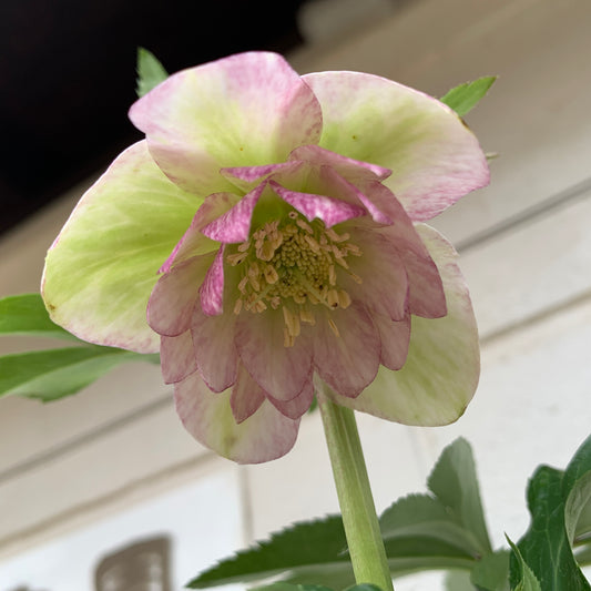 K22 花郷園★クリスマスローズ ダブル咲き 5号苗ポット